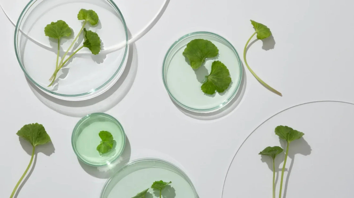 Quels sont les bienfaits de la Centella Asiatica ? ✅