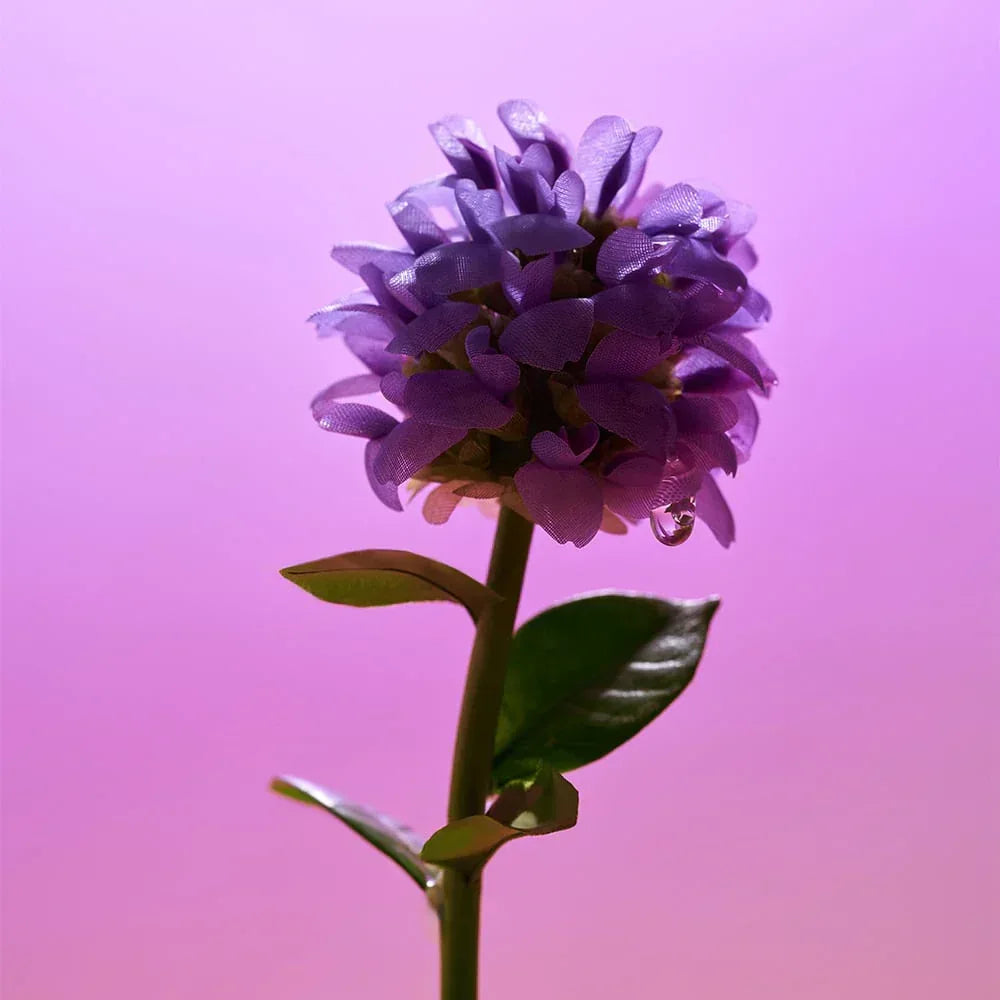 EQQUALBERRY - Bakuchiol Plumping Serum - Holy Skin