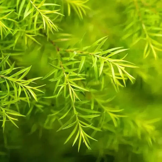 Branches d'arbre à thé en gros plan, ingrédient du masque en tissu Missha Airy Fit Tea Tree