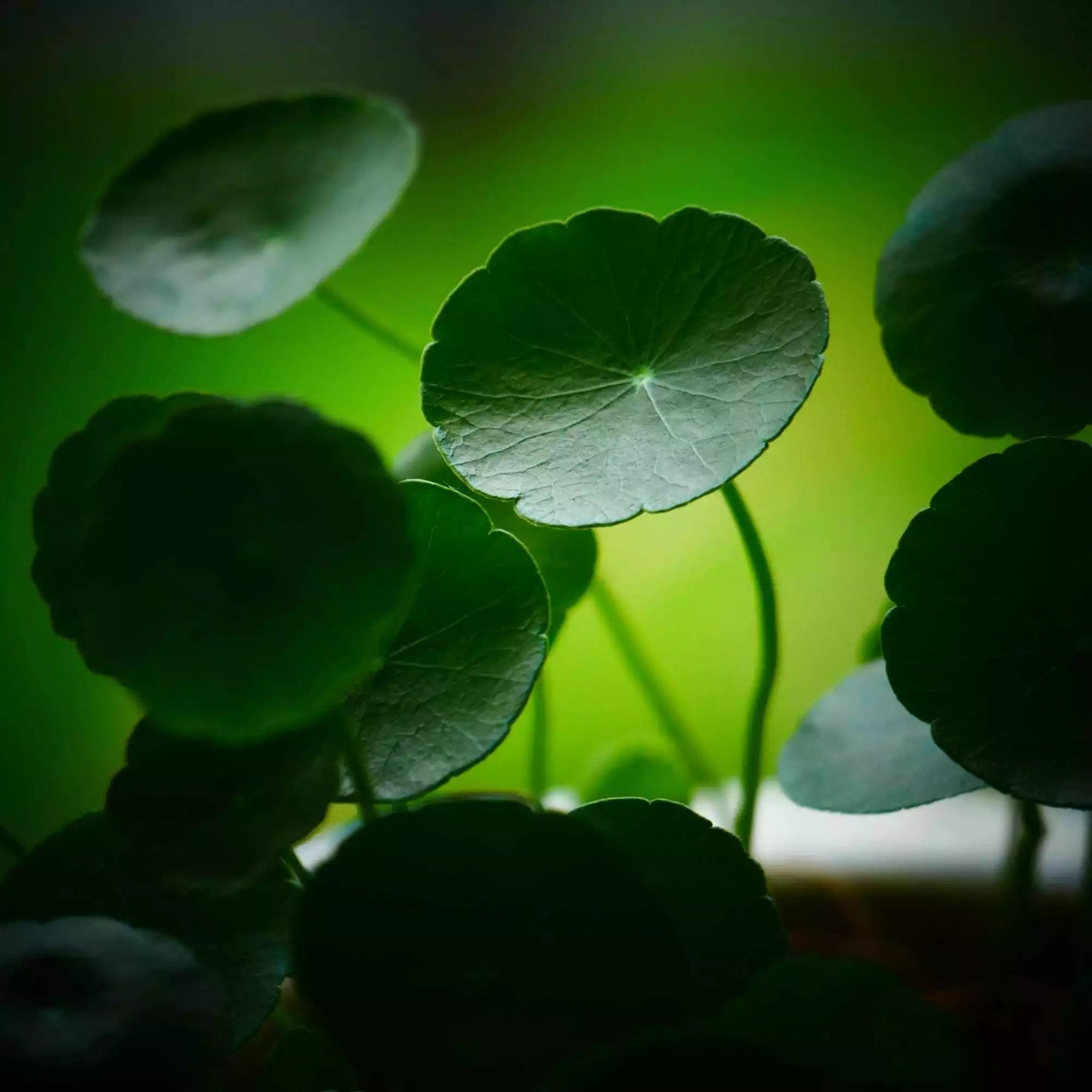 Some By Mi - Real Cica Calming Care Mask - Holy Skin