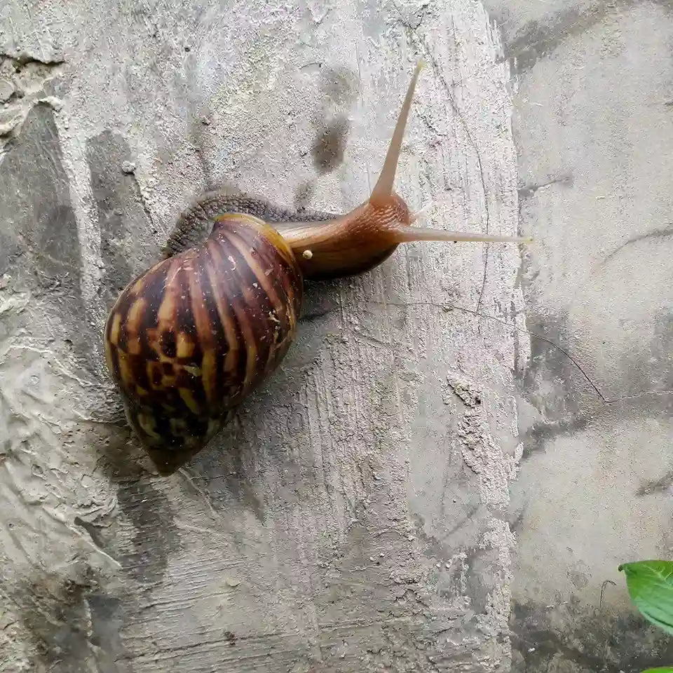 Some By Mi - Real Snail Skin Barrier Care Mask - Holy Skin