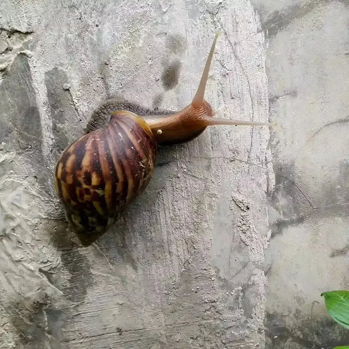 Escargot brun sur un mur gris, ingrédient du masque en tissu Some By Mi Real Snail