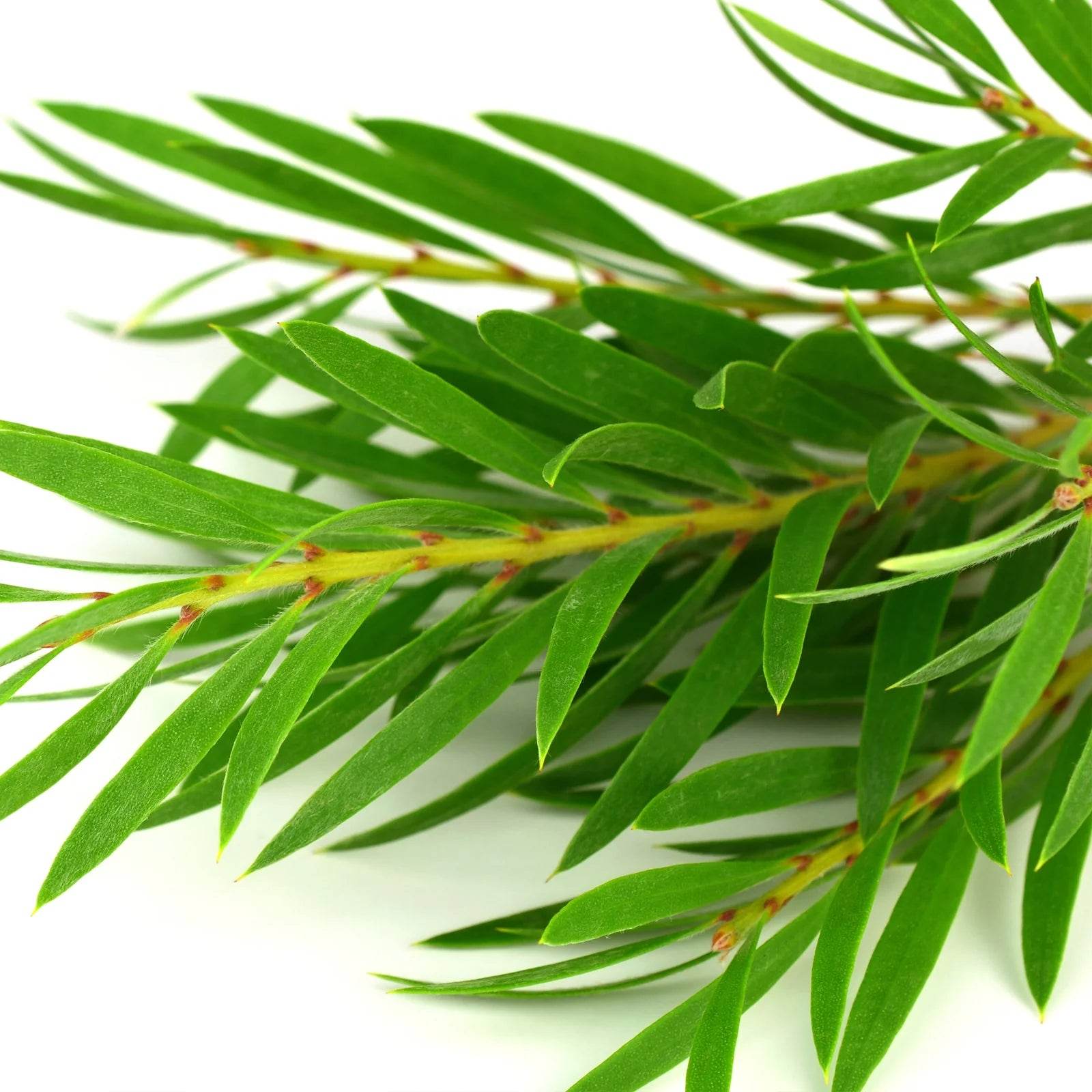 Some By Mi - Real Teatree Calming Care Mask - Holy Skin