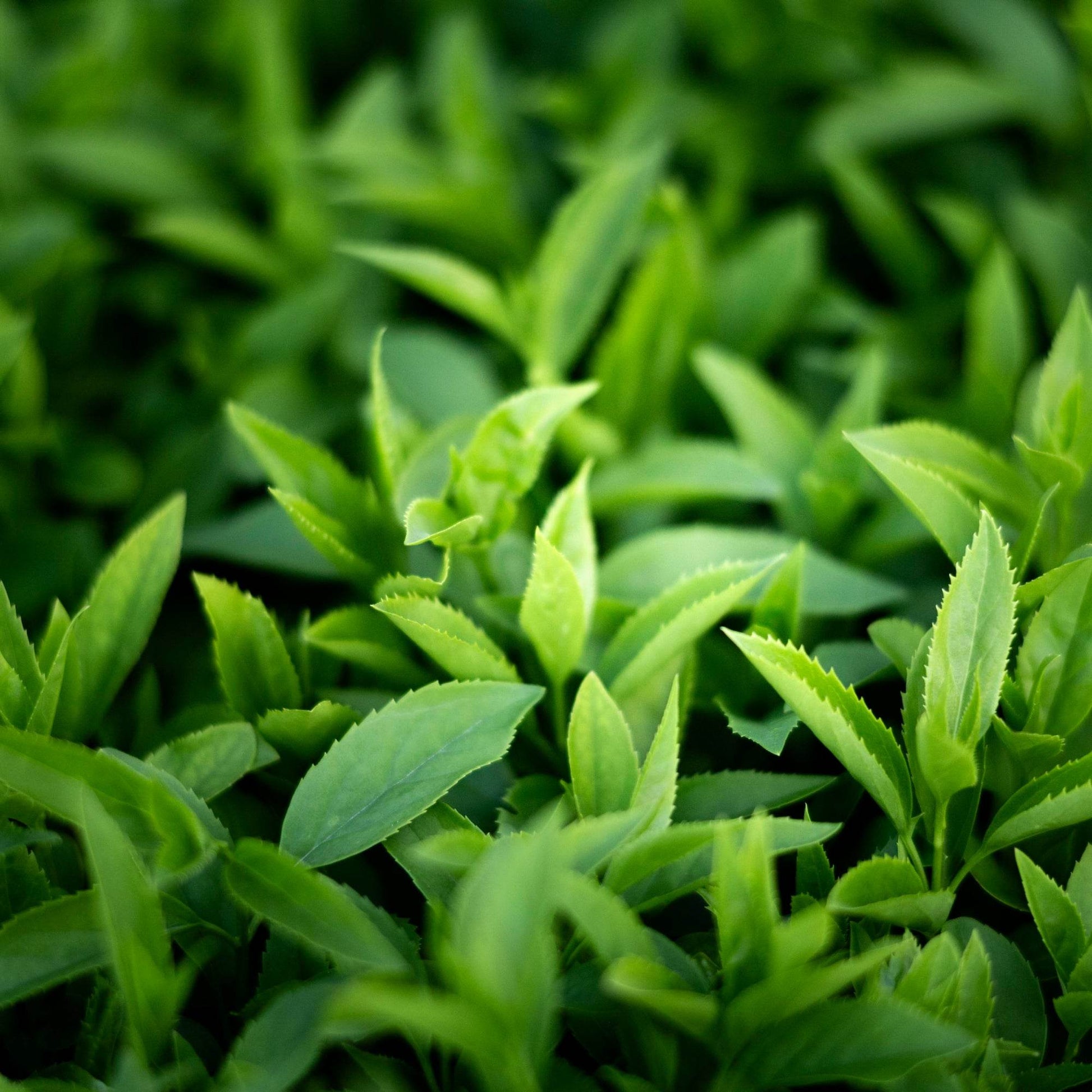 A'PIEU - Milk One Pack : Thé Vert - Holy Skin