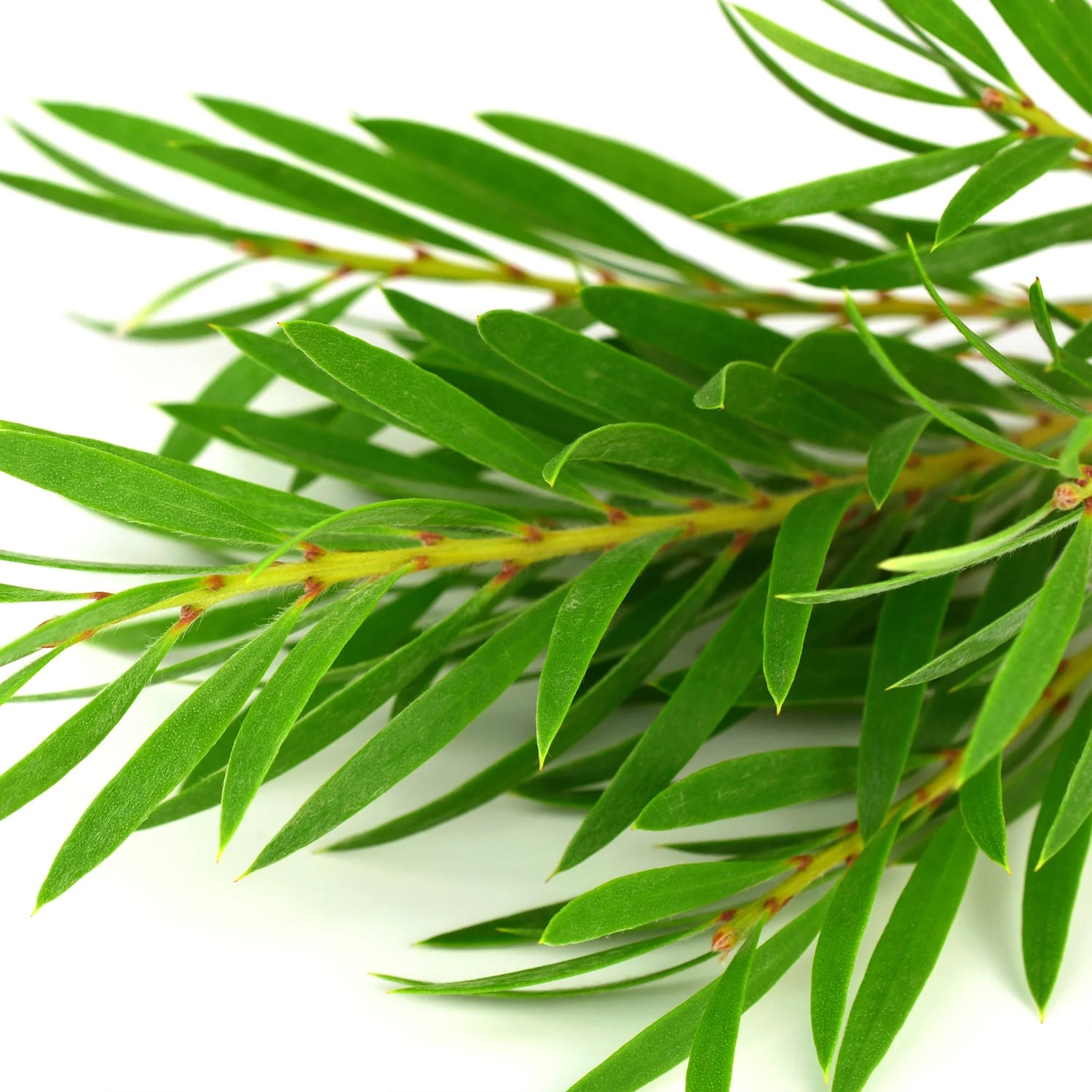 Some By Mi - Real Teatree Calming Care Mask
